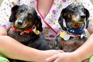 Dachshund Dogs for adoption in Santa Fe, TX, USA