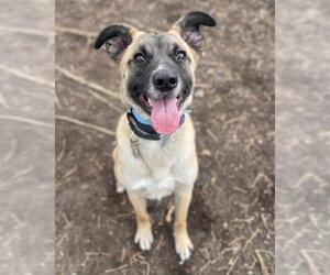 German Shepherd Dog-Italian Greyhound Mix Dogs for adoption in Aurora, CO, USA