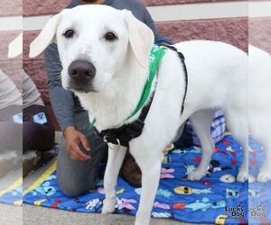 Labrador Retriever-Unknown Mix Dogs for adoption in Washington, DC, USA