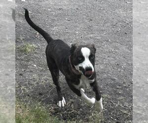 American Staffordshire Terrier-Unknown Mix Dogs for adoption in San Antonio, TX, USA