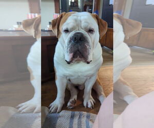 Bulldog-Unknown Mix Dogs for adoption in St. Louis Park, MN, USA