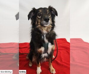 Collie-Spaniel Mix Dogs for adoption in Princeton, MN, USA