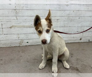 Siberian Husky Dogs for adoption in San Bernardino, CA, USA