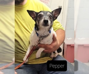 Rat Terrier Dogs for adoption in Richmond, IN, USA