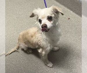 Chihuahua-Unknown Mix Dogs for adoption in Las Vegas, NV, USA