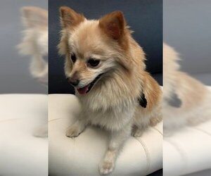 Pomeranian Dogs for adoption in Downey, CA, USA