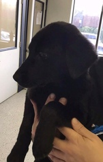 Labrador Retriever Dogs for adoption in Savannah, NY, USA