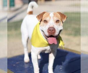 Chinese Shar-Pei-Unknown Mix Dogs for adoption in San Antonio, TX, USA