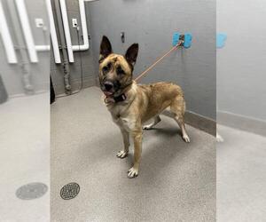 German Shepherd Dog-Unknown Mix Dogs for adoption in Las Vegas, NV, USA