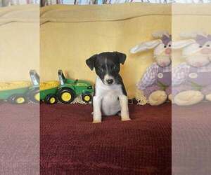 Mutt Dogs for adoption in HOPKINSVILLE/PRINCETON, KY, NH, USA