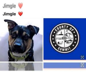 German Shepherd Dog-Unknown Mix Dogs for adoption in Akron, OH, USA