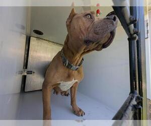 American Pit Bull Terrier-Unknown Mix Dogs for adoption in Houston, TX, USA