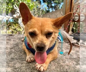 Chihuahua Dogs for adoption in Orange, CA, USA