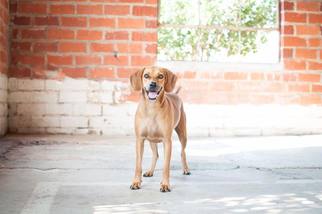 Coonhound-Unknown Mix Dogs for adoption in Lindale , TX, USA