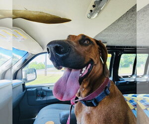 Redbone Coonhound-Unknown Mix Dogs for adoption in Rockaway, NJ, USA