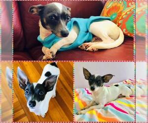 Toy Rat Doxie Dogs for adoption in Cranston, RI, USA