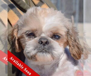 Shih Tzu Dogs for adoption in Huntley, IL, USA