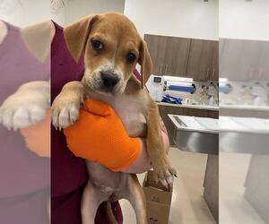 Medium Photo #1 Basset Hound-Unknown Mix Puppy For Sale in Baytown, TX, USA