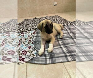 Anatolian Shepherd Dogs for adoption in Osgood, IN, USA