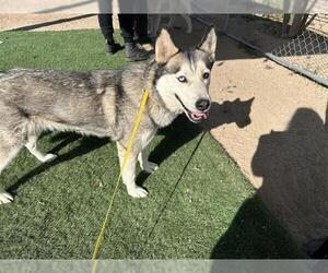 - Mix Dogs for adoption in HESPERIA, CA, USA