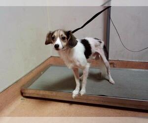 Mutt Dogs for adoption in Martinez, CA, USA