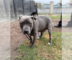 Mutt Dogs for adoption in Riverside, CA, USA