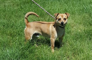 Chiweenie Dogs for adoption in Hollywood, MD, USA