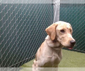 Labrador Retriever Dogs for adoption in Downey, CA, USA
