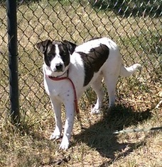 Labbe Dogs for adoption in O Fallon, MO, USA