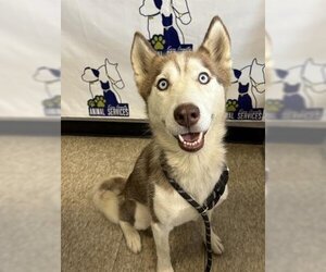 Siberian Husky Dogs for adoption in Bakersfield, CA, USA