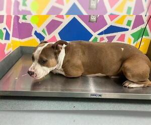 American Pit Bull Terrier-Unknown Mix Dogs for adoption in Baytown, TX, USA