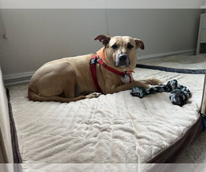 Labrador Retriever-Unknown Mix Dogs for adoption in Plainfield, IL, USA