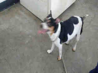 Rat Terrier-Unknown Mix Dogs for adoption in Morgan Hill, CA, USA