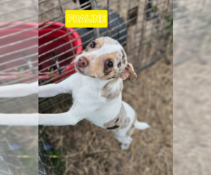 Chihuahua-Unknown Mix Dogs for adoption in Cranston, RI, USA