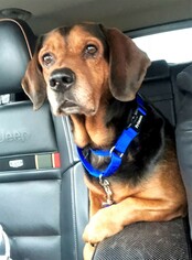 Bagle Hound Dogs for adoption in Denton, TX, USA