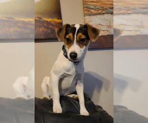 Jack Russell Terrier Dogs for adoption in Topeka, KS, USA