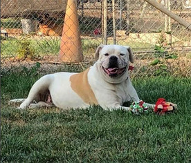 American Bulldog Dogs for adoption in Ventura, CA, USA