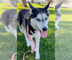 Siberian Husky Dogs for adoption in Sacramento, CA, USA