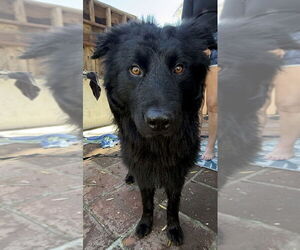 Border Collie-Unknown Mix Dogs for adoption in Dana Point, CA, USA