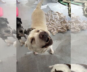 Labrador Retriever Dogs for adoption in Studio City, CA, USA