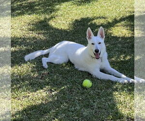 German Shepherd Dog Dogs for adoption in Fort Lauderdale, FL, USA