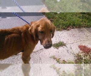 Golden Retriever Dogs for adoption in Fort Lauderdale, FL, USA