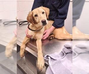 Golden Retriever Dogs for adoption in Peoria, IL, USA