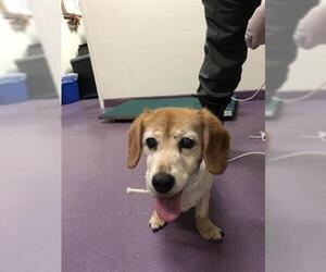 Beagle Dogs for adoption in Long Beach, CA, USA