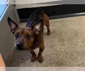 Chihuahua-Unknown Mix Dogs for adoption in Redwood City, CA, USA
