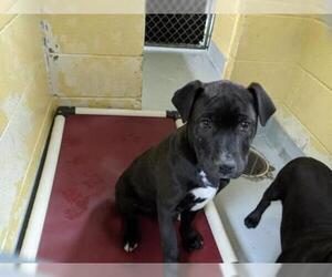 Mastador Dogs for adoption in Tulsa, OK, USA
