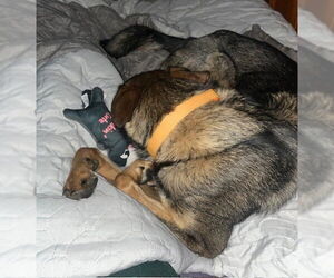 Mutt Dogs for adoption in Rockaway, NJ, USA