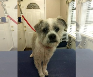 Shih Apso Dogs for adoption in Pawtucket, RI, USA