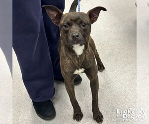Retriever -Unknown Mix Dogs for adoption in Washington, DC, USA