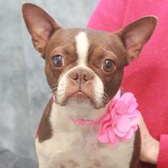 Boston Terrier Dogs for adoption in Garfield Heights, OH, USA
